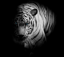 Фотообои тигр Divino Decor Фотопанно 3-х полосные T-074